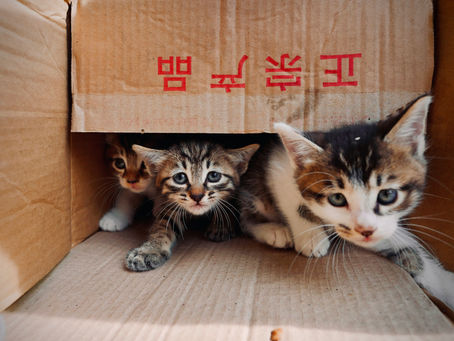 La nueva filantropía: cómo construir una fundación descentralizada, eficiente y auditable