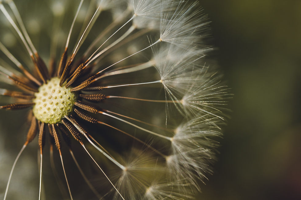How Dandelion Is A Healthy Food, Herb And Form of Traditional Medicine For Centuries