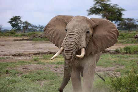 Image by Uzuri Safaris Tanzania