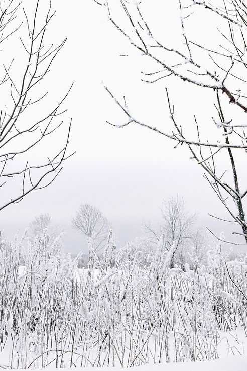 Image by Ainārs Cekuls