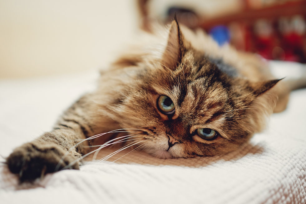Appetite Stimulant for Cats