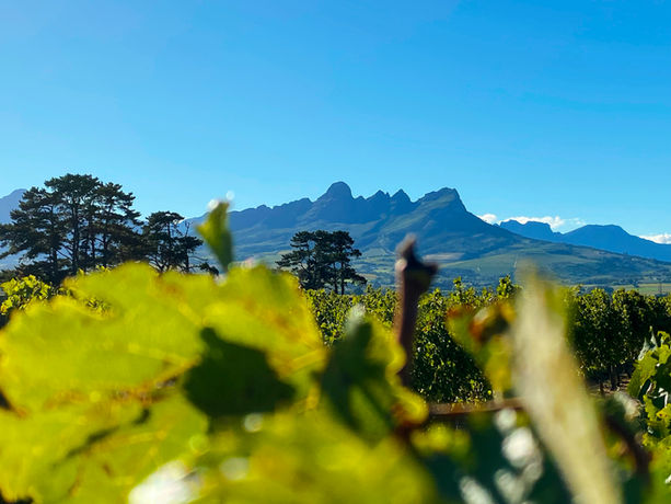 Filari di vite delle Cape Winelands con montagne sullo sfondo