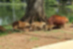 adopting a capybara
