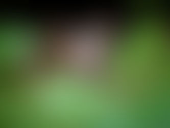 Dealing with Rats and Mice in Your Tampa Bay Home and Garden: Natural Solutions