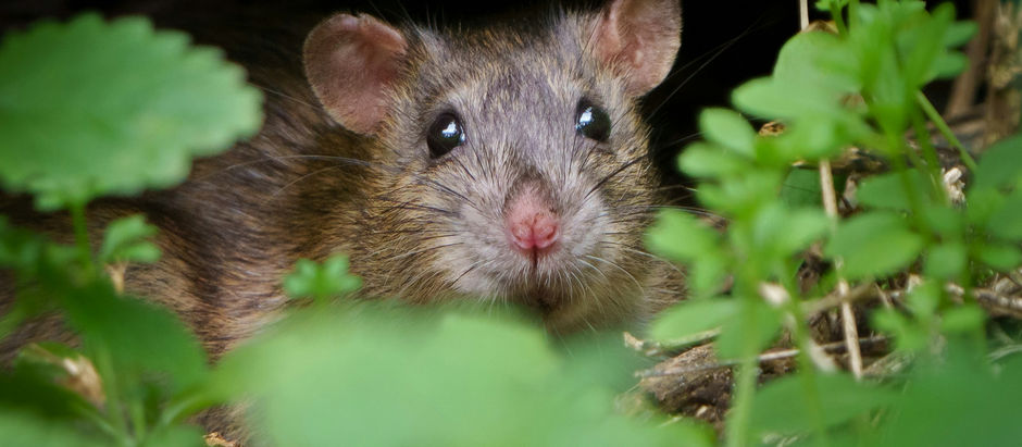 Dealing with Rats and Mice in Your Tampa Bay Home and Garden: Natural Solutions
