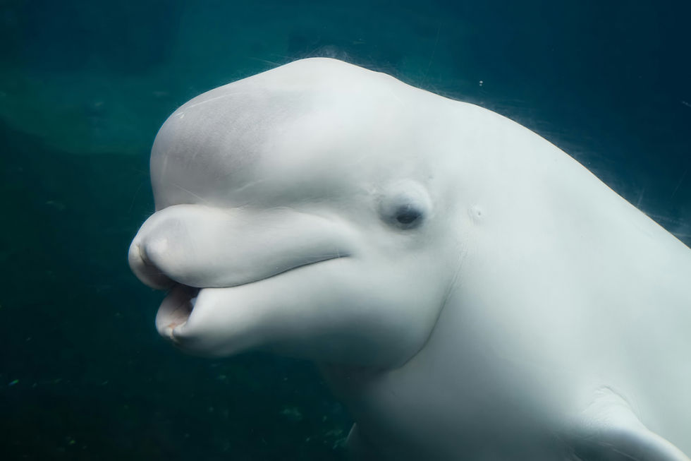 a beluga floating near the tank glass