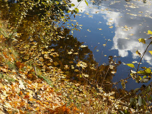 Lake with fallen leaves
