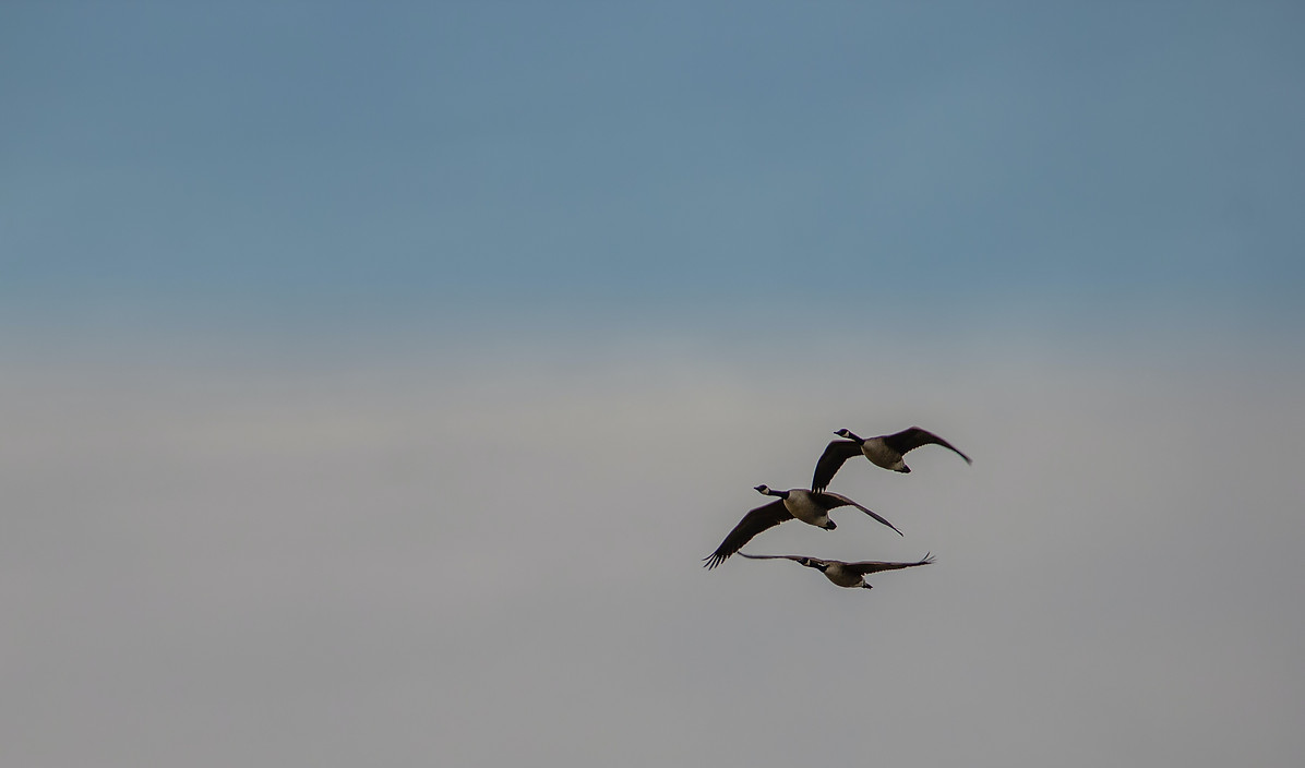 Image by Jeffrey Hamilton