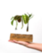 PROPAGATION WORKSHOP