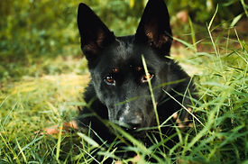 Image de Bella Pisani