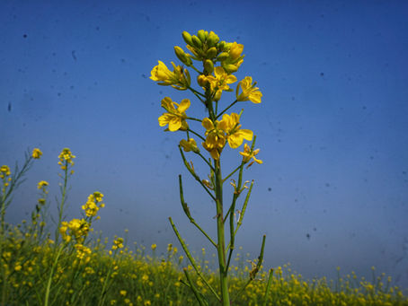 Change: By Divine Design