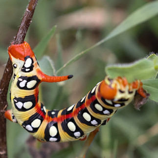 Raupe vor der Verpuppung