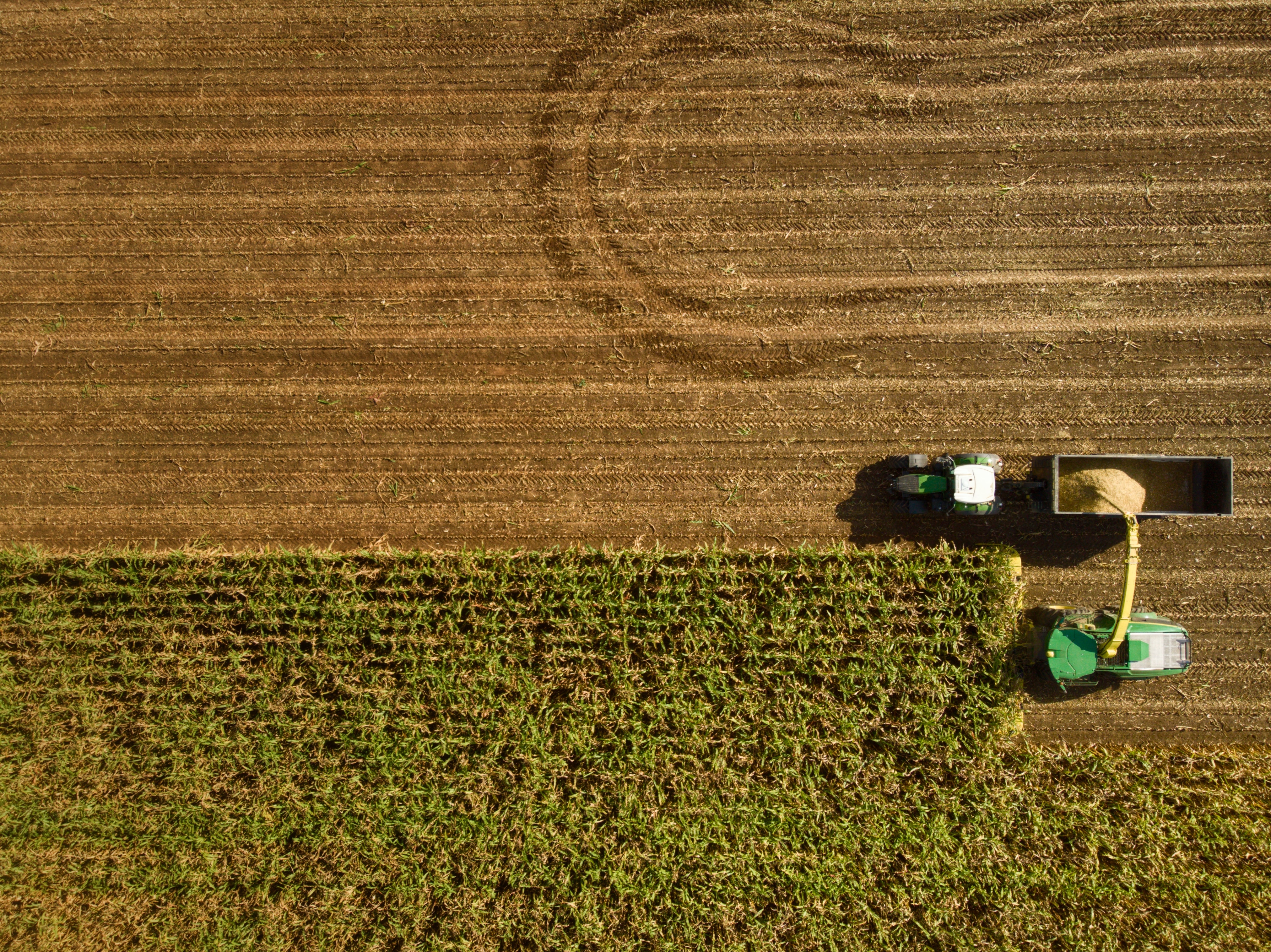 Sector agropecuario impulsa el IGAE en agosto de 2025, evitando contracción anual