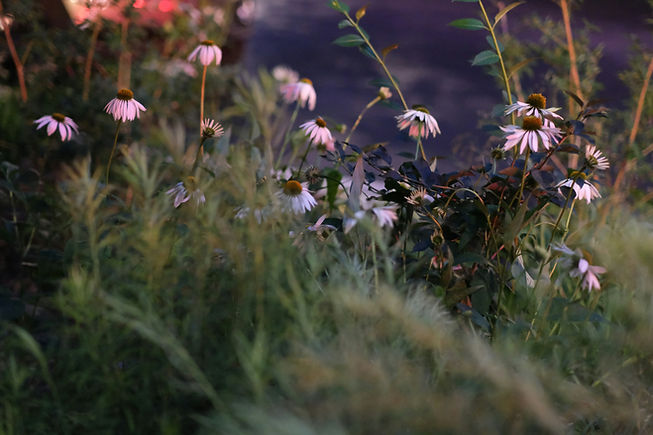 Image by yu shi