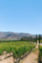 Sunny vineyard with rows of green vines and tall cypress trees beneath a clear blue sky and distant hills