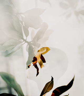 Image by Motoki Tonn