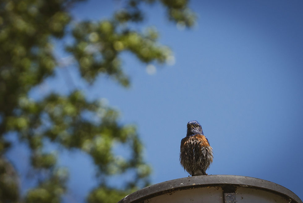 Small blue and brown bird perched on lamp post against blue sky. Green foliage blurred in background. Bird looks calm and relaxed.