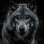 Foto del escritor: Grupo Lobo