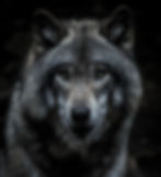 Shamanic Circle : Power Animals