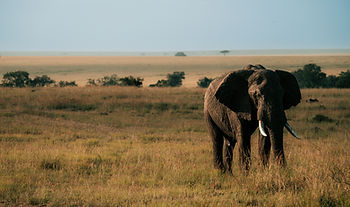 Image by Ignatius Kipchumba