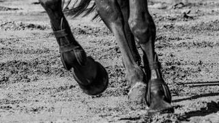 Nerve Blocks Explained: How We Diagnose Lameness