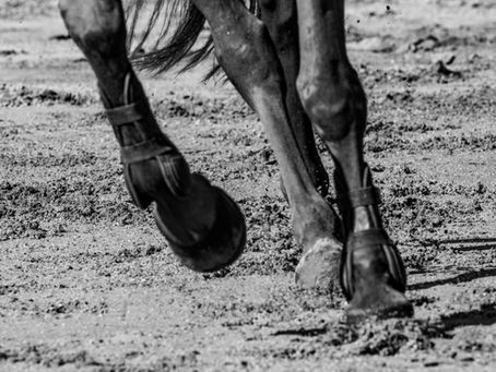 Why Does My Horse Keep Tripping