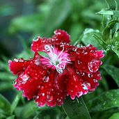 Image by Aastik Maurya