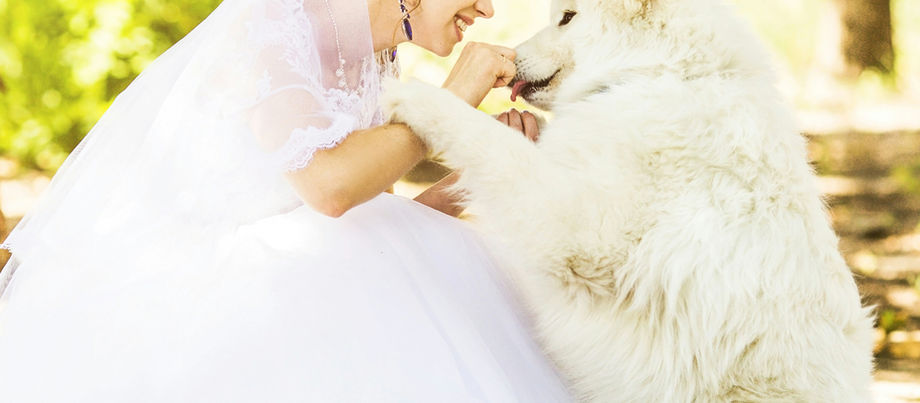 A bride lovingly pet a white dog, sharing a joyful moment together on their special day.
