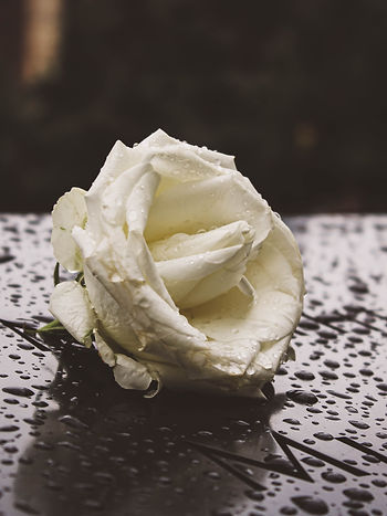 Image by Olga Müller