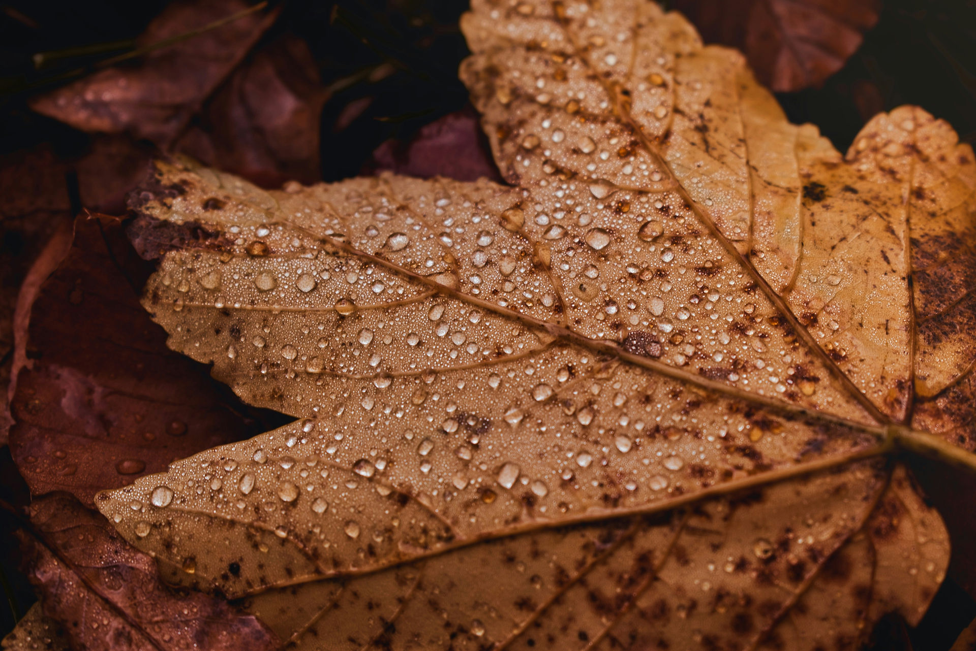 Herbstlaub mit Tropfen