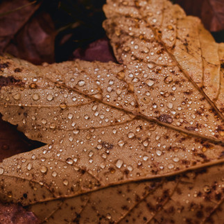 Herbstlaub mit Tropfen