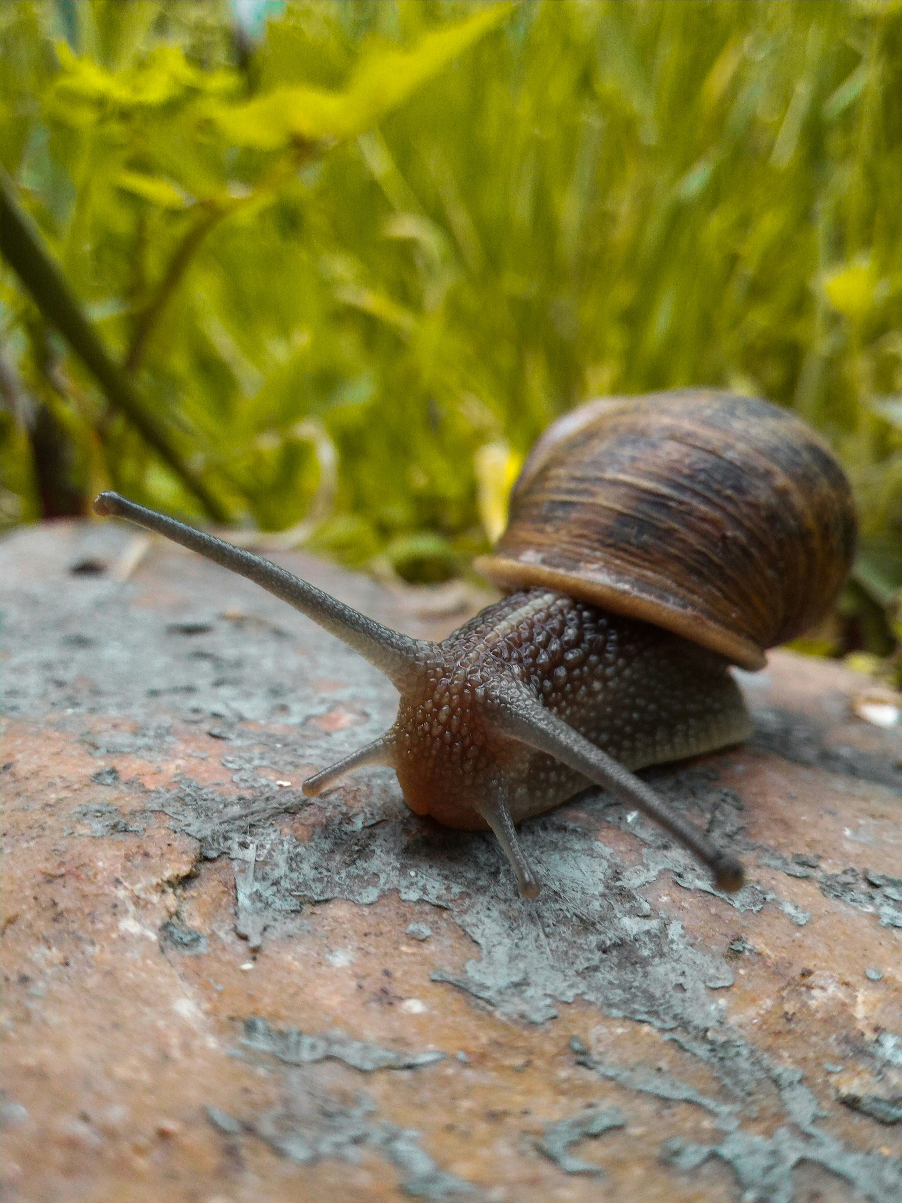 All Weather Slug & Snail Bait