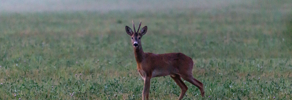 Roe Deer and Muntjac Deer
