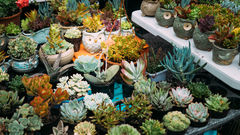 Starting a Plant Nursery — A Modern Guide Rooted in Confidence & Soil