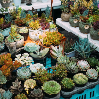 Starting a Plant Nursery — A Modern Guide Rooted in Confidence & Soil