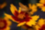 Coreopsis (Coreopsis tinctoria)