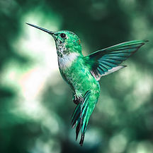 Image by AARN GIRI