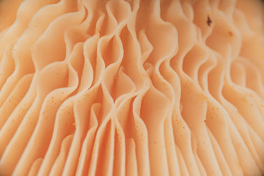 Image by Timothy Dykes