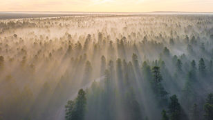Aerial view of a misty pine forest at sunrise, with golden light rays streaming through the trees.