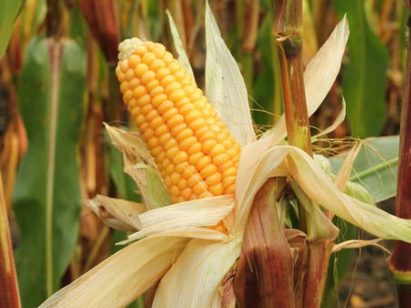 Highlights, Broilers & Ethanol, Markets & Rain Days Update 8/25/22