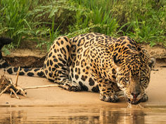 Where to see wild animals in Brazil