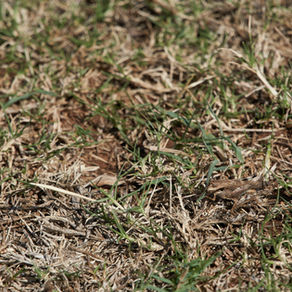 When Is the Best Time of Year for Overseeding a Lawn?