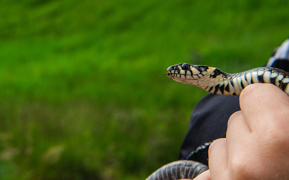 Grass Snake Natrix natrix being held