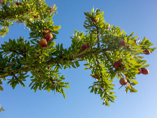 A filosofia de Spinosa: Por que nada pode existir além de Deus?