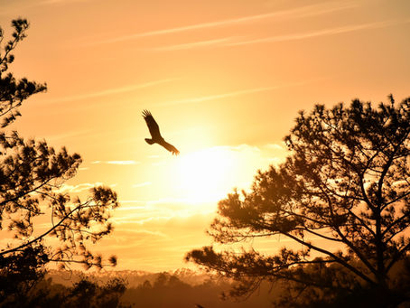 The Spiritual Significance of Birds: Embracing Messages from Above