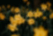 Daffodils William Wordsworth