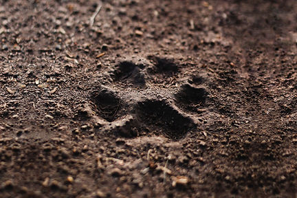 Image by Nathália Arantes