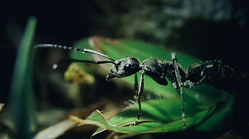 A Bug's Love