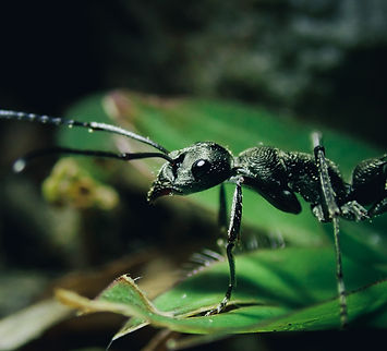 A Bug's Love