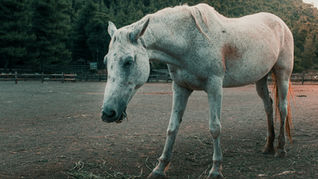 Back Pain in Horses: What Vets Look For